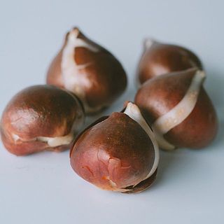 球根は5球お届け。