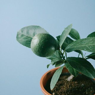 実のつき方には個体差がございます。