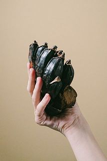 大きさには個体差がございます。開花していない場合の状態は少し独特。