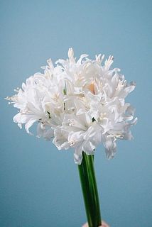 光に当てるとキラキラと輝きます✨