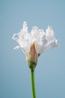 外側のガクや花粉は気になる場合は優しく外してください。