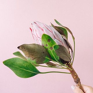   葉っぱは変色しています。品質には問題ありませんが、気になる場合は優しく取り除いてください。