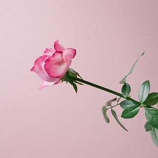 傷がついている可能性があります。気になるようならやさしく摘み取ってあげて。