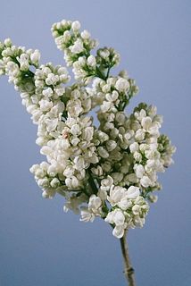 花びらは茶色くなりやすいです。短命なお花のため、特性ご理解の上ご購入ください。