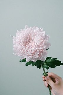 もこもこな質感がかわいい！