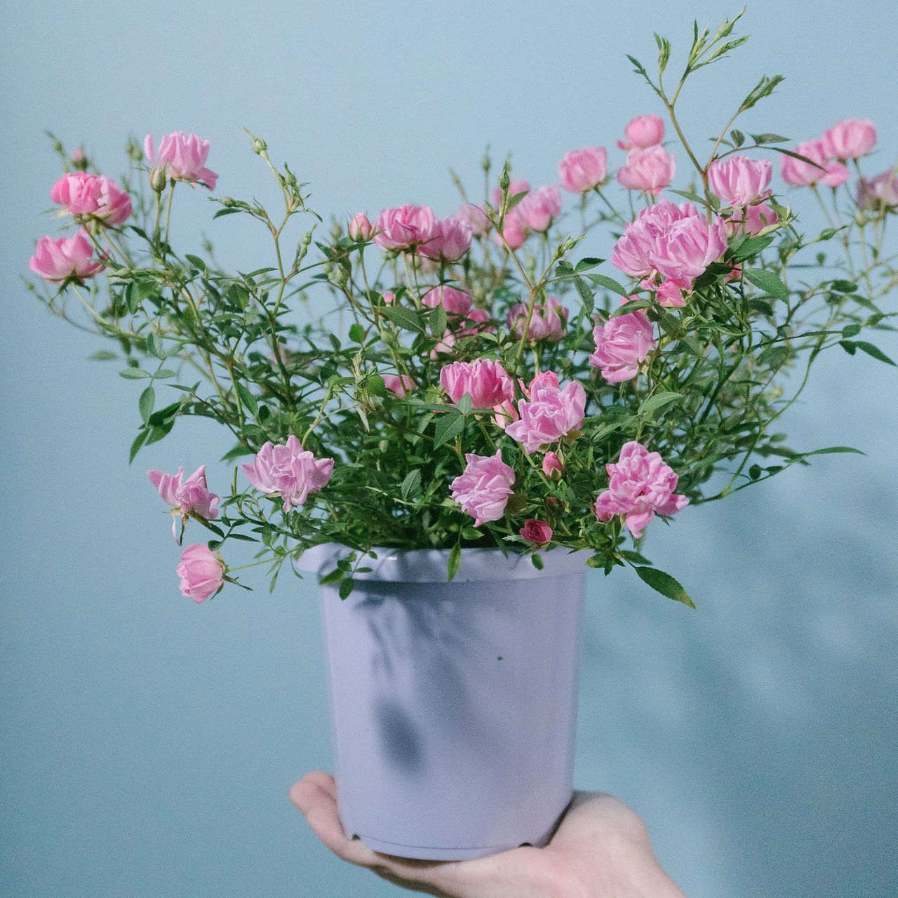 ミニローズ「ほほえみ」