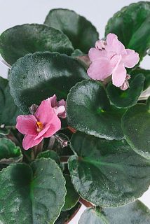 咲いている花が少ない場合もあります。