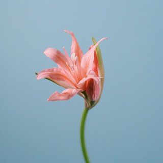 サーモンピンクのダイヤモンドリリー
