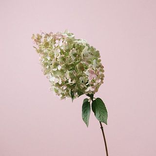 一部茶色くなっている場合も。気になる場合は間引いてください。