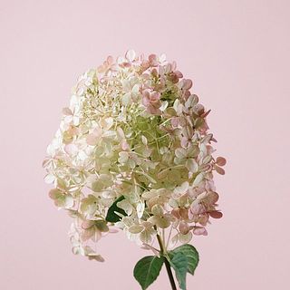 一部ガクが少なくなっている部分もあります。ご了承ください。
