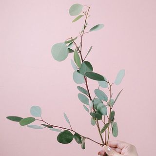 ユーカリ「ポポラス」