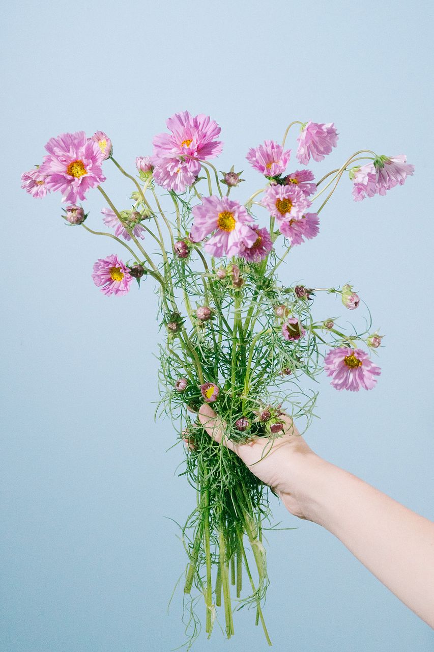 コスモス 八重咲きコスモス・ダブルクリック 『バイカラー』 | すべての商品