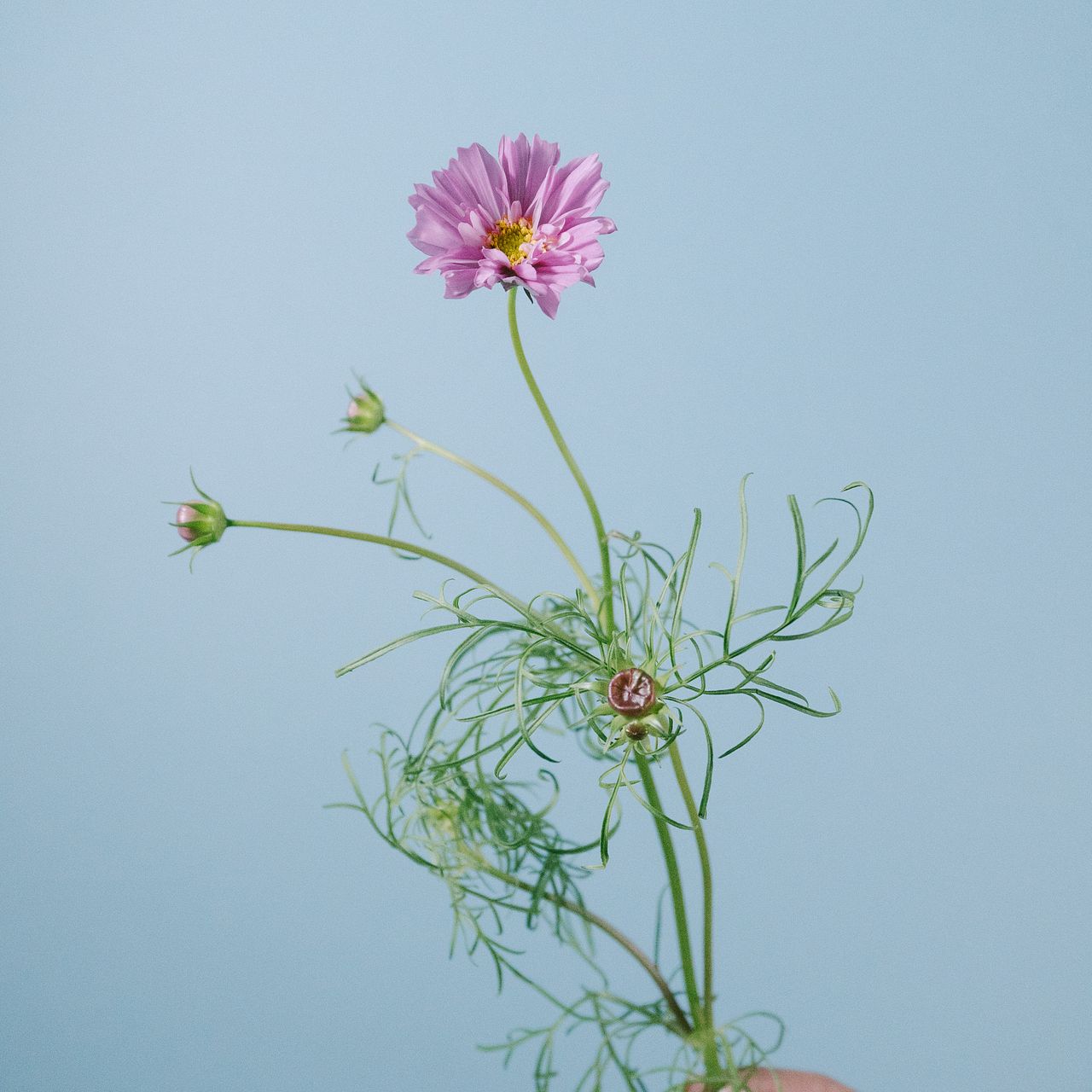 希少な八重コスモス「ダブルクリックローズボンボン」