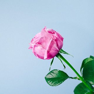 外側の花びらは傷が付いているものも。気になる場合は優しく摘み取ってあげて。