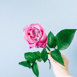 カップ咲きにうっとり😍