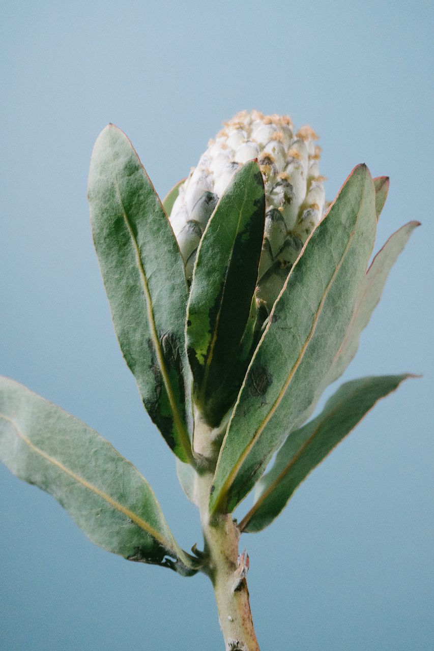 キングプロテア「アイスクイーン」