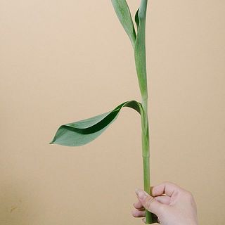 下葉は取らずにそのままお届けします。葉が割れていることがあります。気になる場合は取り除いて下さい。