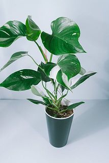 斑入りって珍しいんです。かわいい〜〜