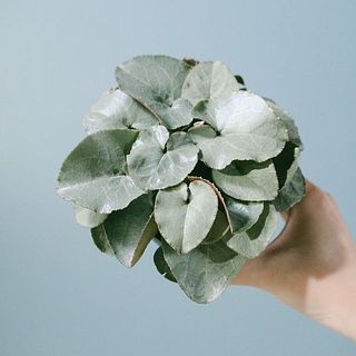 葉の光沢がうつくしい。