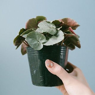 葉裏のピンク色がおしゃれ。