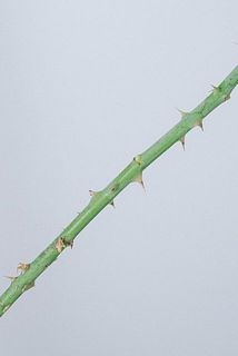 トゲにご注意ください。