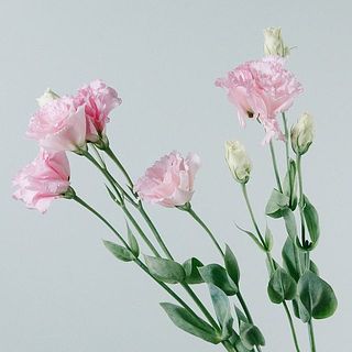 花付きには個体差があります。