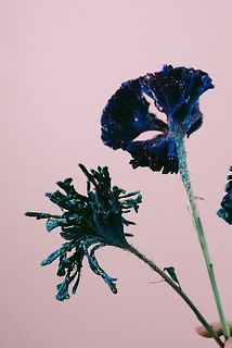 ブルーのベルベットケイトウ