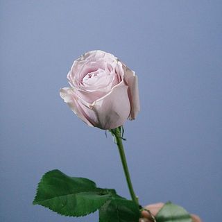 バラ「ドラ」