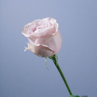  外側の花びらは内側の花びらを守る鎧のような役割として、あえてそのままの状態でお届けします。気になる場合は優しく取り除いてください。