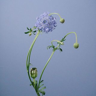 ブルーレースフラワー