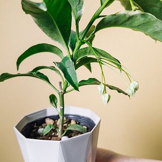  お花の房が集まっている茶色い部分を切らないようご注意を！