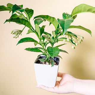 どちらかが届きます😍