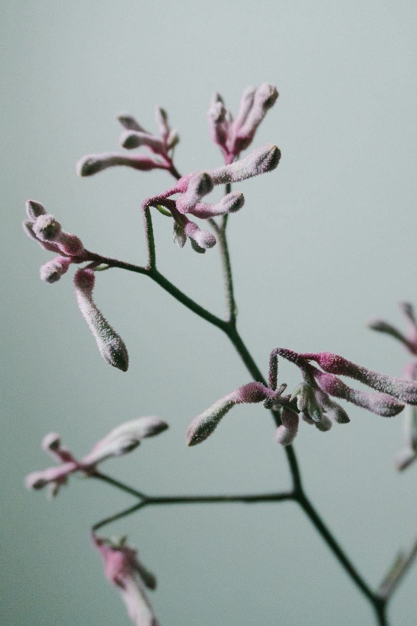 希少「ピンク色のカンガルーポー」