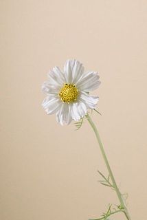繊細は花びらが特徴です。