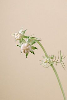蕾のまま咲かない場合もあります。ご了承ください。