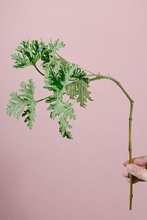 ゼラニウムは茎が曲がっている個体もあります。