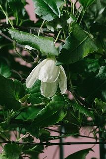 咲いてる花は配送中に散ります。ご了承ください、蕾の開花をお楽しみに。