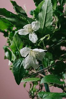 花びらは傷がつきやすい特性があります。