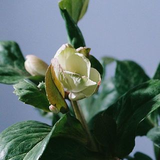 開花した花は配送中に散りやすいです。