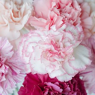 淡いピンクからフューシャピンクの美しいグラデーション。