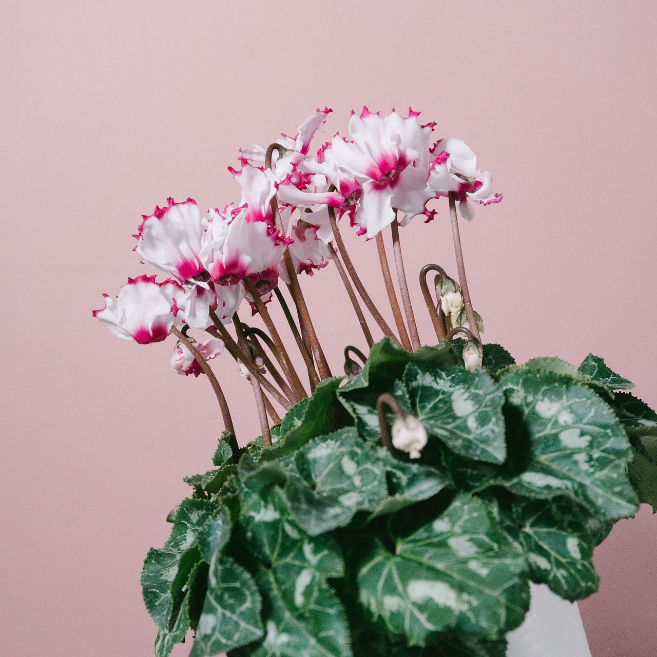 香るシクラメン「アプソリュード」