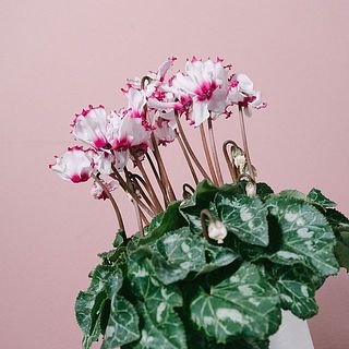 香るシクラメン「アプソリュード」
