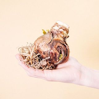 ぽってり姿がかわいい。受け皿などなくてもOK。このまま置いても、お気に入りの受け皿などに置くのもおすすめ。何色のお花が咲くかお楽しみに！