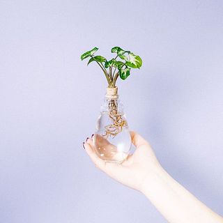 お届け一例：シンゴニウム　※写真に載っていない植物が届く可能性もあります。