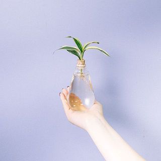 お届け一例：ドラセナサンデリアーナ