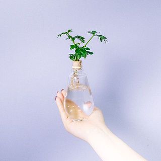 お届け一例：シェフレラ