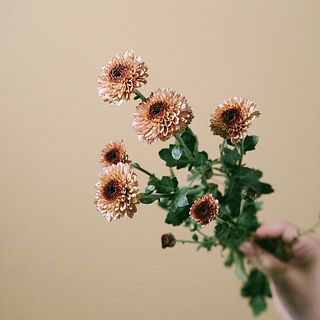 マムの色には個体差があります。写真より少し淡かったりイエローっぽい場合も