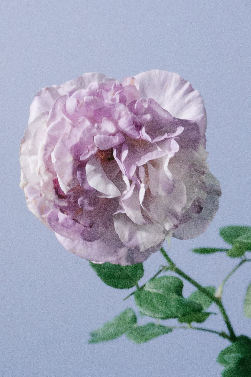 希少バラの鉢「カメオ」