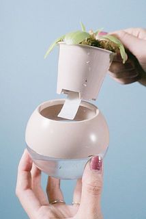 給水フィルターがついています。お水を入れ替えて育てましょう。