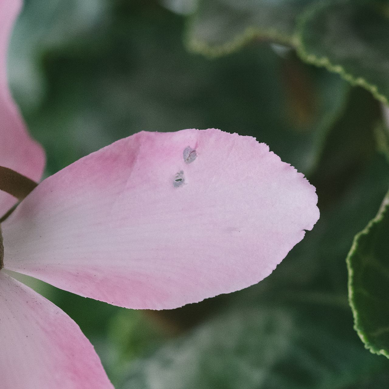 八重咲のシクラメン「チモピコティレッド」
